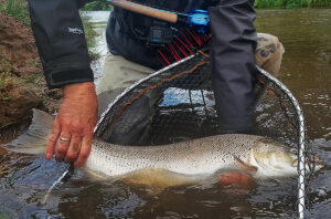 Laks i Skjern aa paa flue og spin med fiske eventyr og zpey og jesper nymann og bruno stamm 27 % - fishingweeks